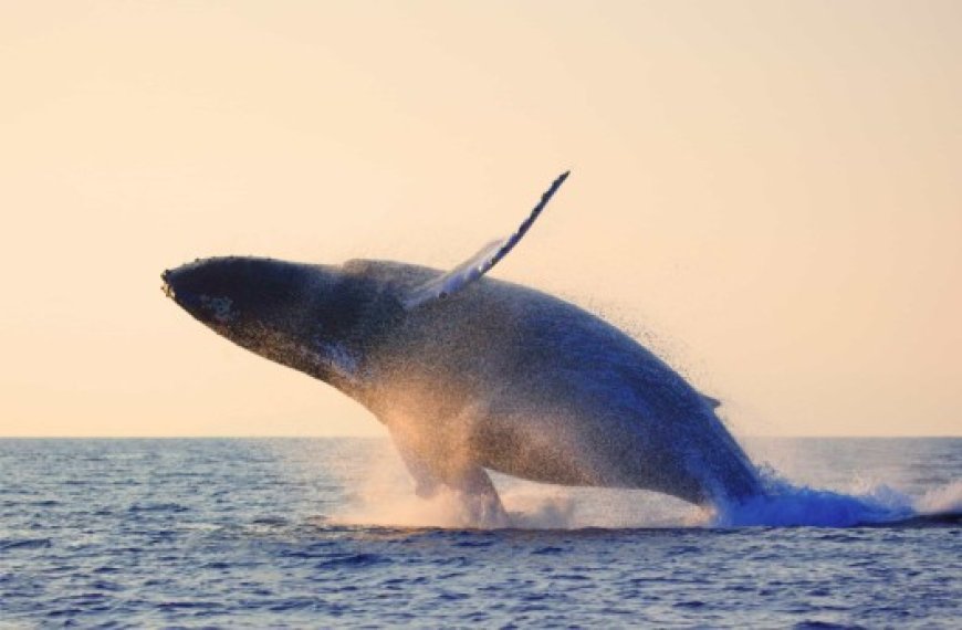 Le rôle méconnu des excréments de baleine dans la préservation des océans