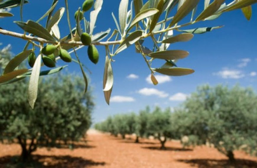 L’Algérie poursuit le développement de sa production d’huile d’olive