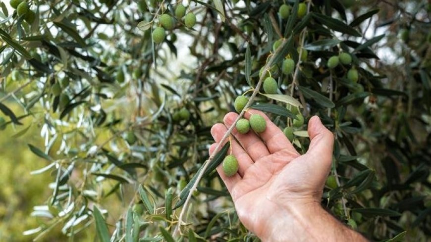 Tlemcen: Une récolte de plus de  317 000 quintaux d’olives attendue