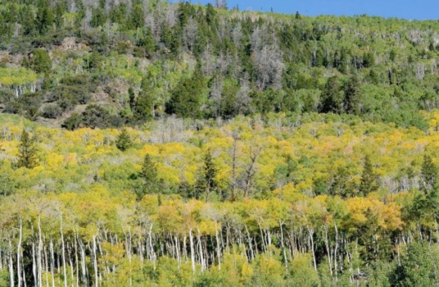 ENTRE 16 000 ET 81 000 ANS ! : Pando, le plus grand organisme vivant du monde et le plus vieux