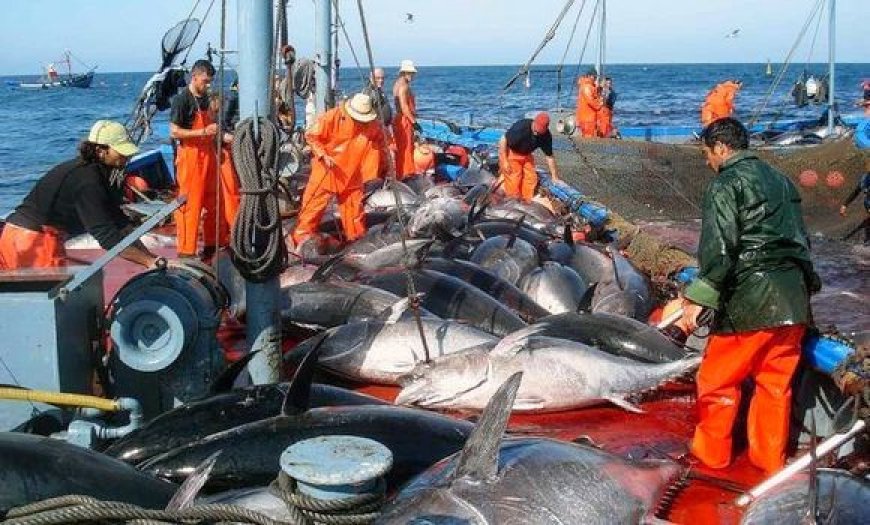 Lutte contre la pêche illicite : l’Algérie reçoit le Prix de la conformité de la CGPM 