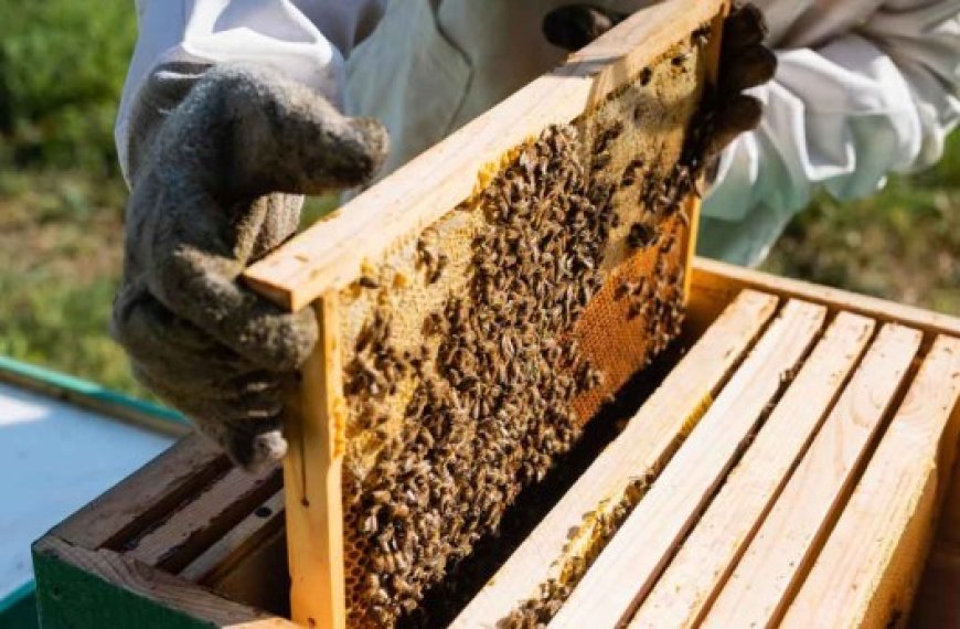 Tizi Ouzou : L’apiculture et le petit élevage à l’honneur