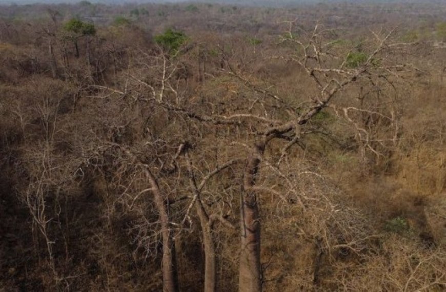 Du vert parmi les cendres : La savane brésilienne, résistante face aux incendies