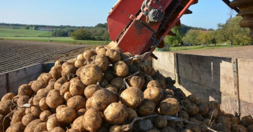 Récolte exceptionnelle de pomme de terre : Le Ministère met les bouchées doubles pour Ramadan 2025