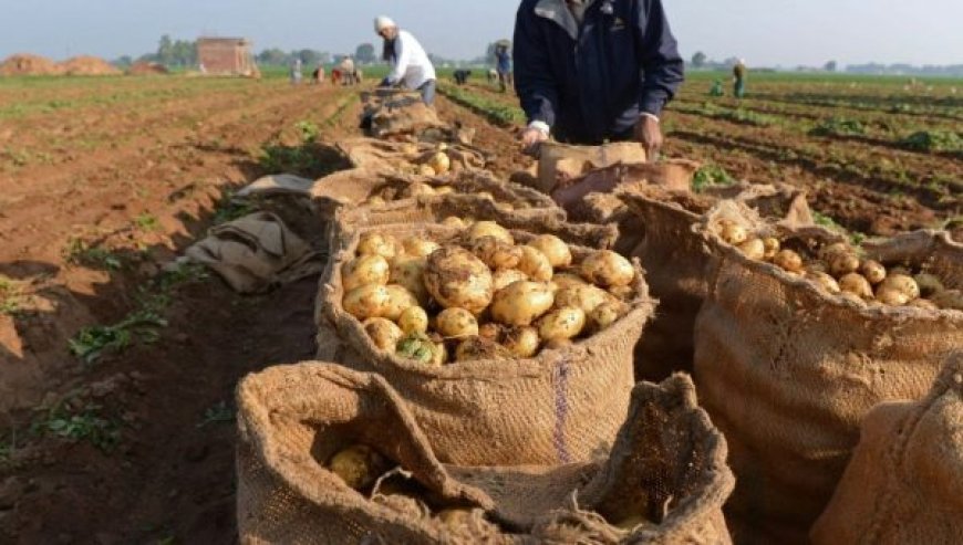 Récolte de la pomme de terre : 15 millions de quintaux prévus pour la fin de novembre