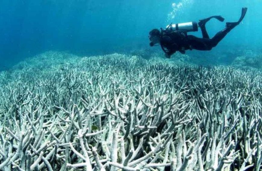 Blanchissement des coraux à travers le globe : La communauté scientifique mondiale en effervescence