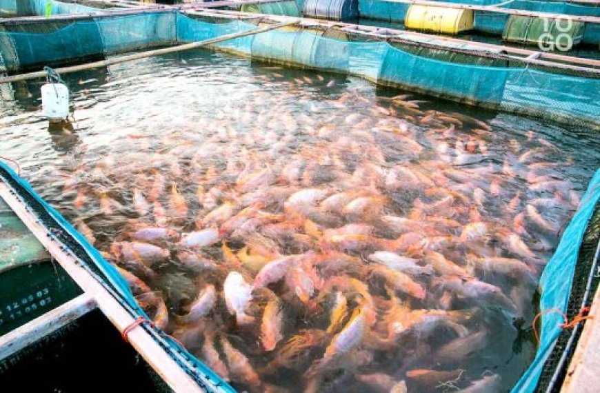 Aïn Defla : L’aquaculture suscite de l’engouement chez les agriculteurs