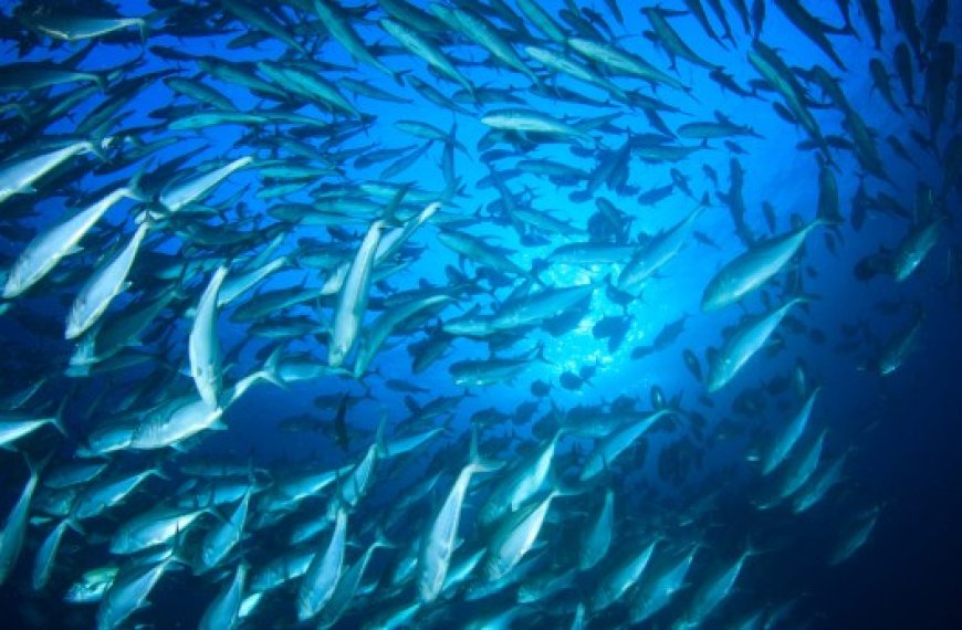 L'Algérie compte parmi les pays qui ont pris des décisions pour l'avenir de la Méditerranée et de la mer Noire