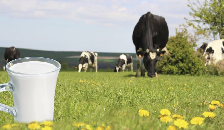 L’Algérie va importer des vaches laitères américaines