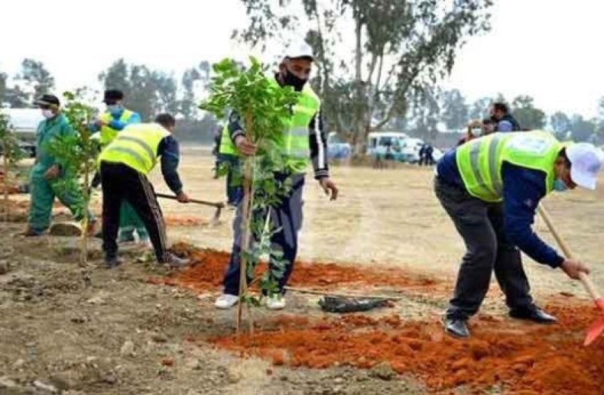 Chorfa : Un projet de plantation de 2000 arbres