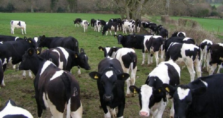 Les vaches laitières américaines génétiquement modifiées débarquent en Algérie