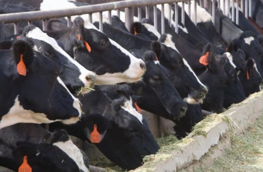 Algérie-USA : Accord pour l’importation de vaches laitières