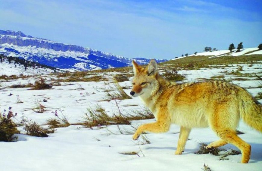 Biodiversité : Malgré toutes les menaces qui pèsent sur lui, le coyote résiste encore