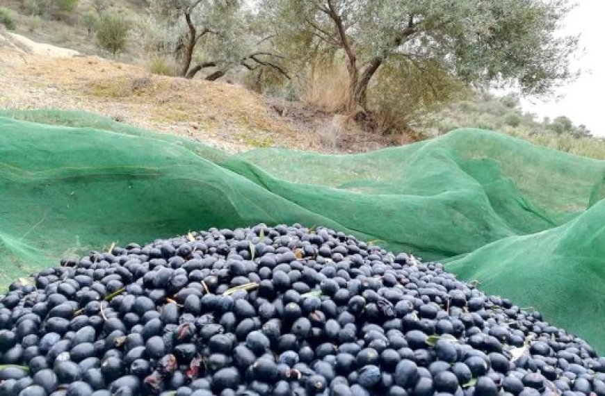 Campagne oléicole à Béjaïa : Production prévisionnelle de 13 millions de litres