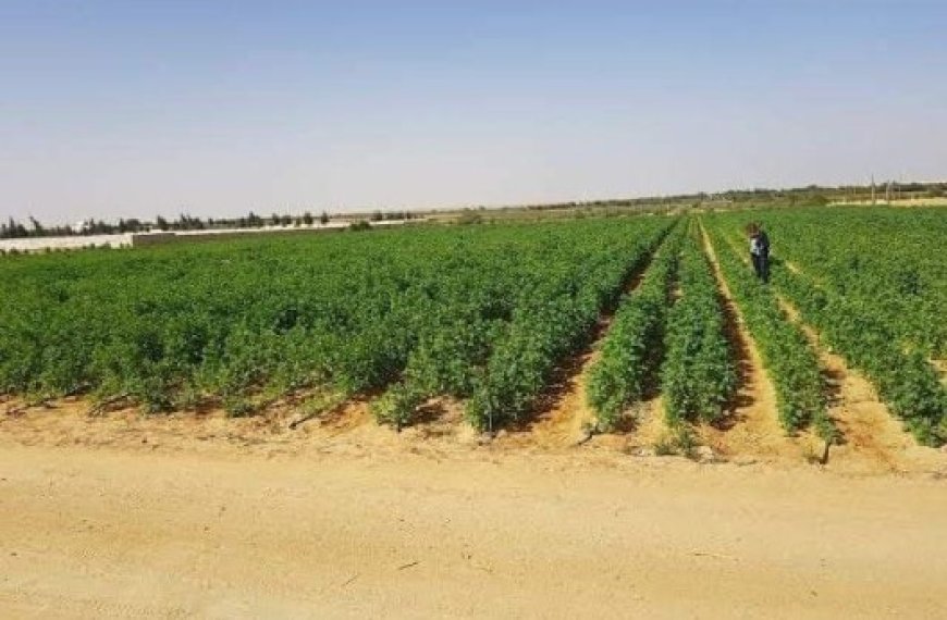 Agriculture saharienne : 40 participants au concours d’innovation  de l’ENSA