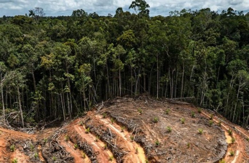 L’humanité premier responsable :  Plus d’un tiers des espèces d’arbres de la planète menacées d’extinction