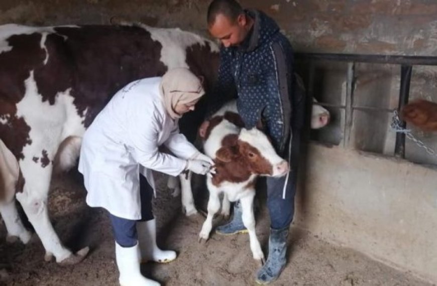 Jijel : Campagne contre la dermatose nodulaire bovine