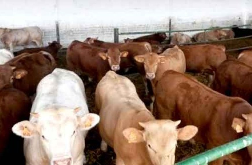 Alerte sanitaire à Bouira : Les éleveurs au bord du gouffre