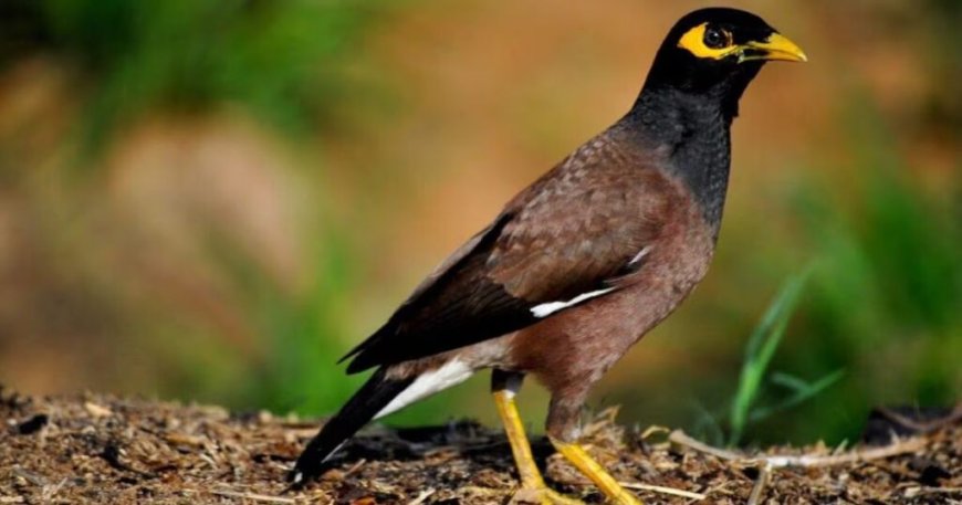 L’un des oiseaux les plus nuisibles du monde repéré à Alger : L’AWWA tire la sonnette d’alarme