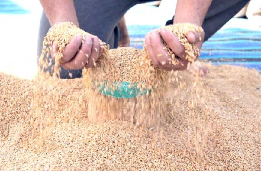 Exportations de céréales : La France perd le marché algérien du blé tendre