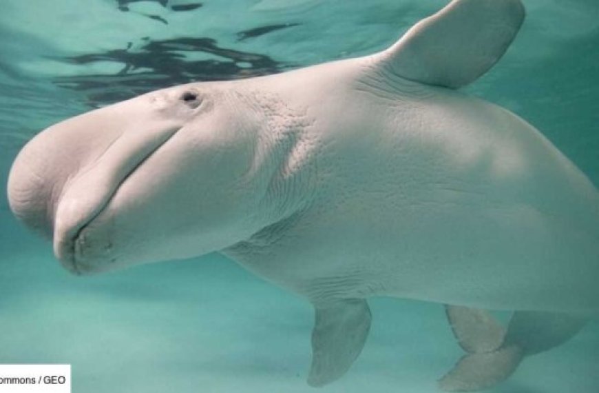 Nouvelle hécatombe de bélugas dans un marineland canadien : Jusqu’où ira la série noire ?