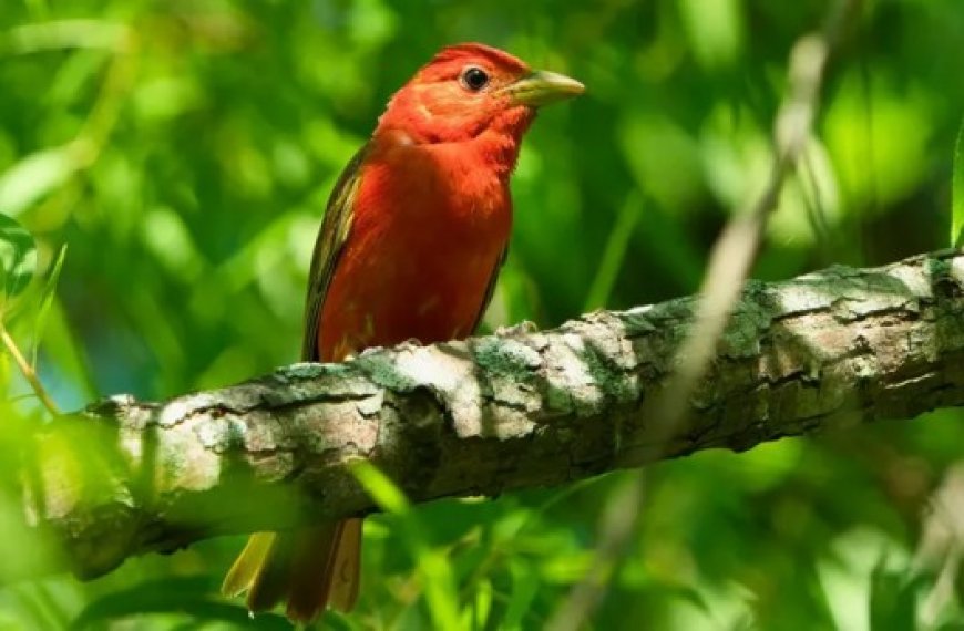 Plus de visiteurs en deux jours qu’en 30 ans : Un oiseau rare chamboule ce village anglais