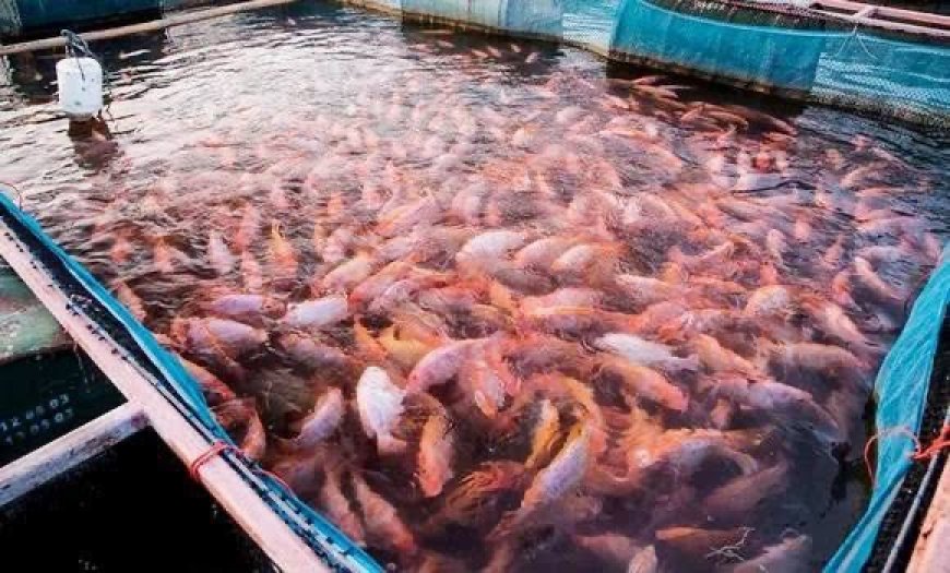 Aquaculture intégrée à l’agriculture à Guelma : La production de tilapia multipliée par trois