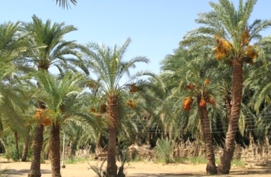 Séminaire international sur la technologie et l’innovation pour la modernisation de l’agriculture saharienne d’El Oued : Préservant de l’identité des oasis