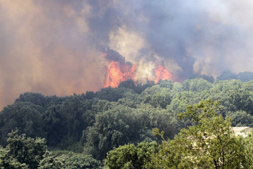 Direction générale des forêts: « les incendies ont baissé de 50 % en 2024 »