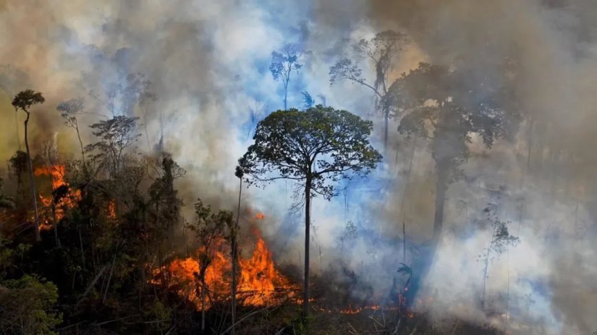 Selon un inspecteur à la Direction générale des forêts: Les incendies ont baissé de 50 % en 2024