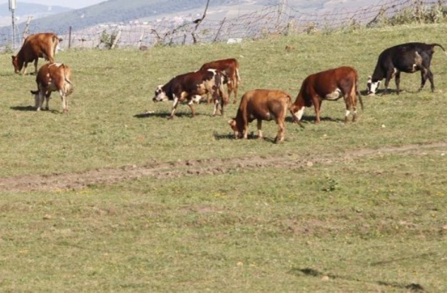 Menace sur les parcours steppiques  à Tiaret