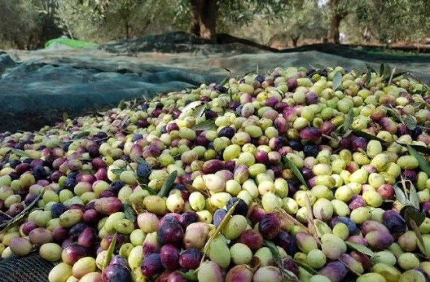 Production oléicole en Algérie : Les prix de l’huile d’olive s’envolent