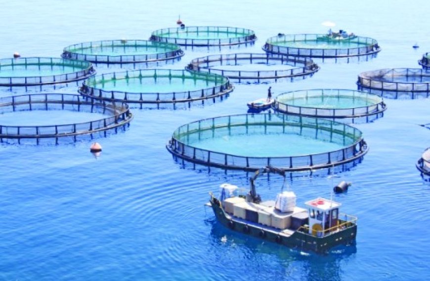 Pêche et aquaculture à TIpasa : Des opportunités d’investissement prometteuses