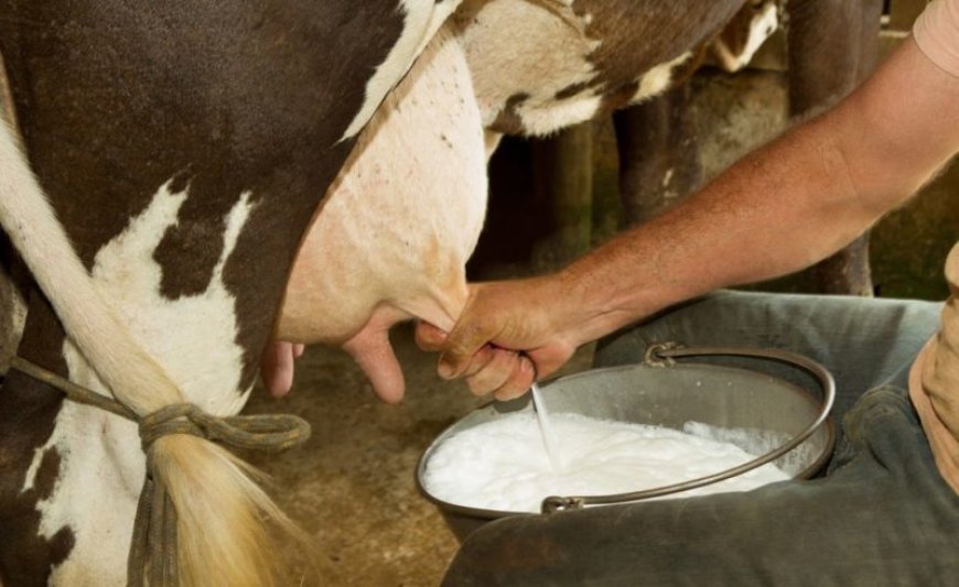 Des laiteries privées produiront du lait de vache subventionné en 2025