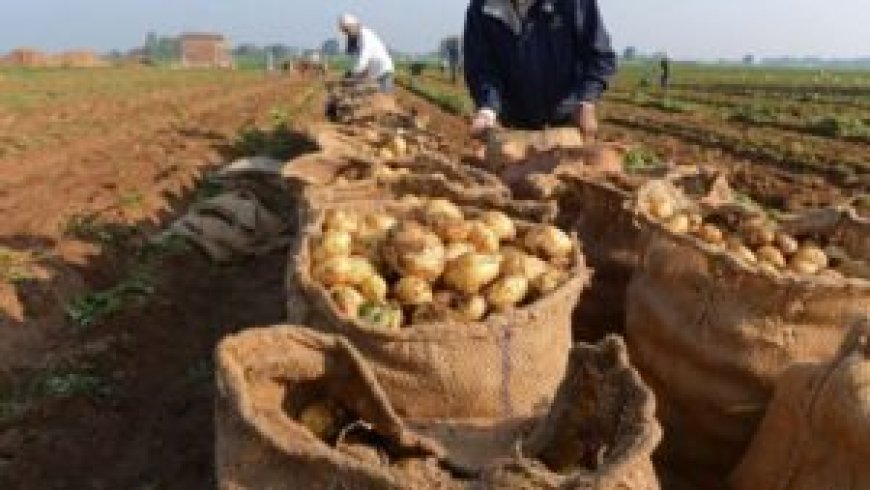 Pommes de terre : comment atteindre la sécurité alimentaire