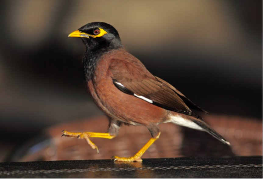 Le Martin triste observé à El Eulma (Annaba) : Prévention contre l’oiseau nuisible