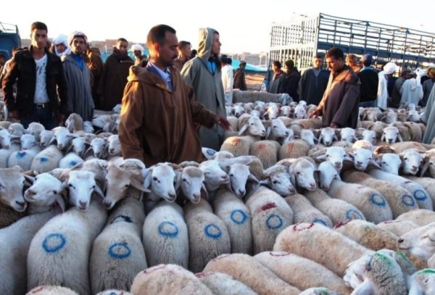 Réouverture des marchés à bestiaux à Médéa : Seuls les ovins et caprins autorisés