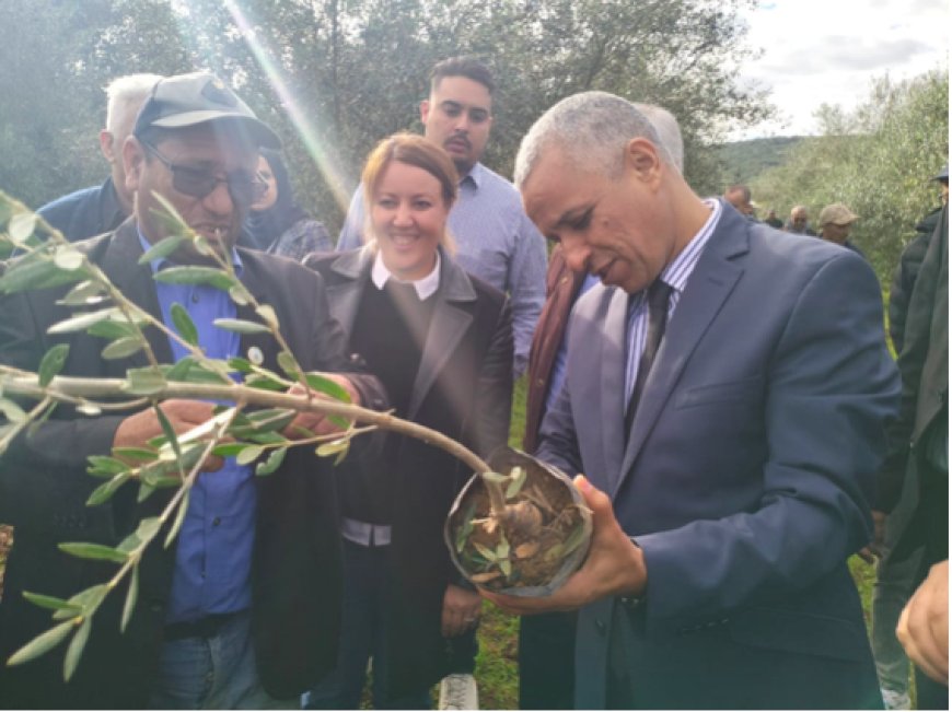 Journée mondiale de l’olivier à Annaba : La production doublera-t-elle d’ici 2030 ?