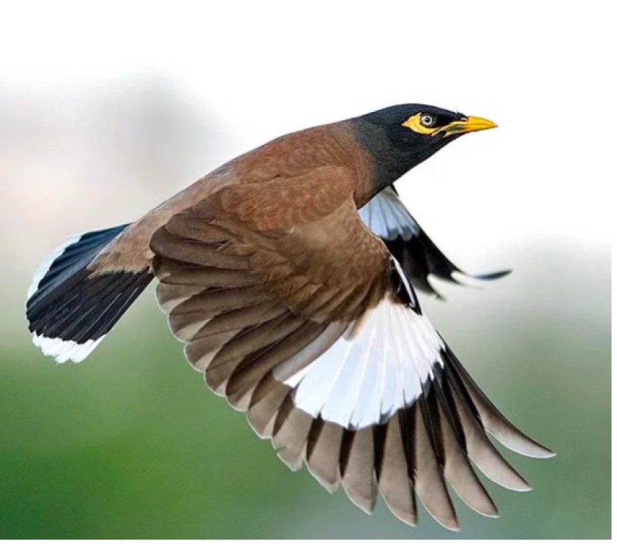 Cellule de veille pour le Myna indien à Constantine : Les citoyens invités à signaler l’oiseau