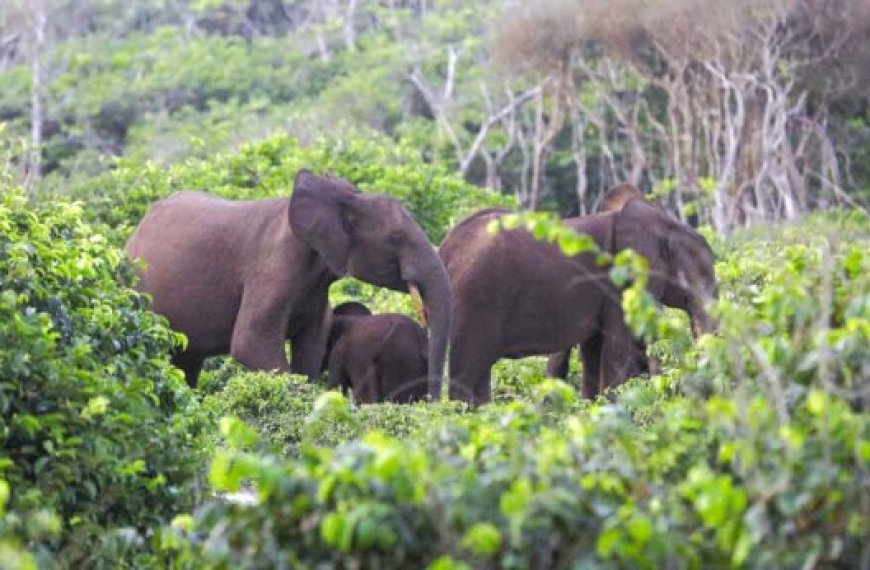 Gabon: Les éléphants de forêt exaspèrent les villageois