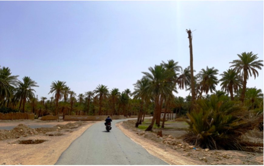 Localité phoenicole par excellence à Biskra : Sehira veut devenir une commune de plein droit 