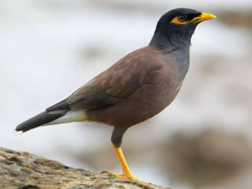 Blida : installation d’une cellule d’observation et de suivi du myna indien