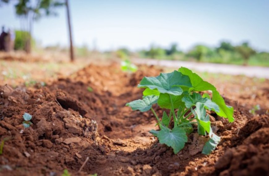 Agriculture climato-intelligente : Une solution innovante pour la sécurité alimentaire en Algérie