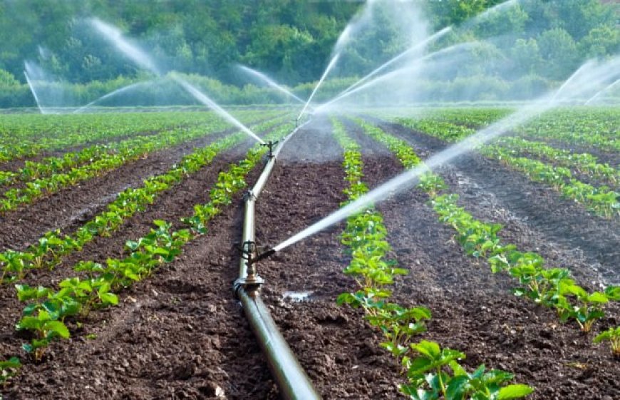 Tizi Ouzou : 10 hectares irrigués avec des eaux épurées