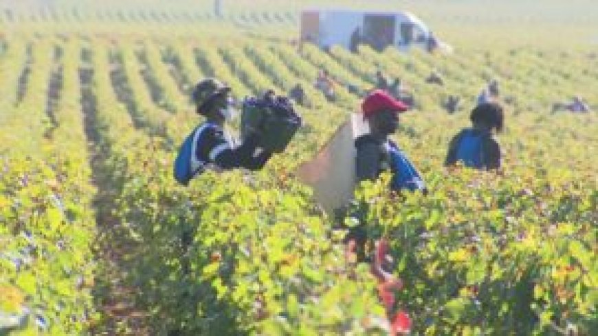 France : les vendangeurs étrangers soumis à des conditions inhumaines