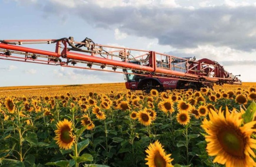 Secteur agricole à Ouargla : Plus de 12 000q de tournesol attendus