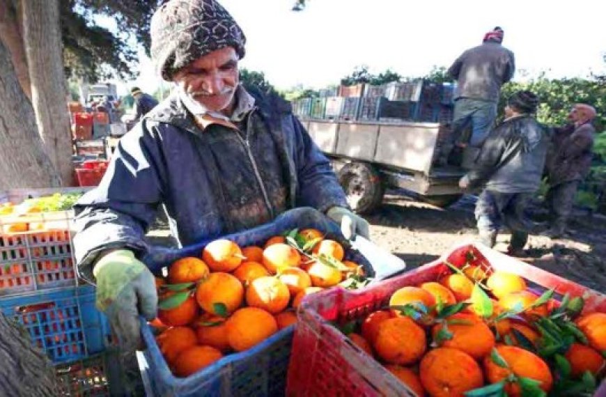 Blida : Production prévisionnelle de plus de 4,7 millions de quintaux