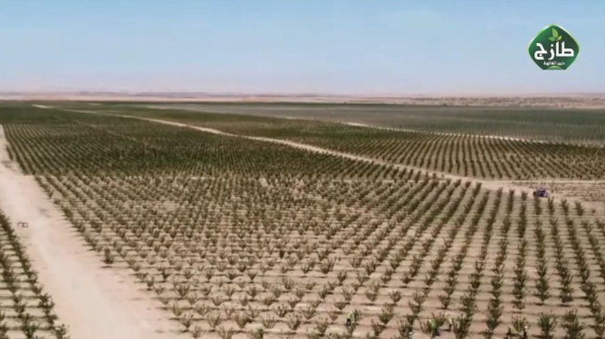 Vidéo : Tazej plante 1,2 millions d’arbres fruitiers