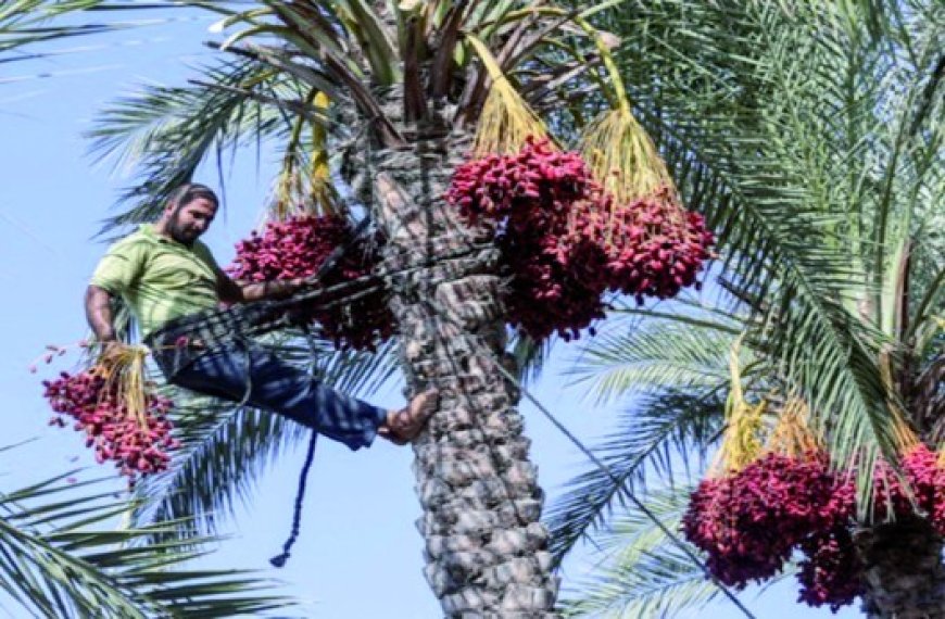 Une filière économique en extension : Les dérivés du palmier et des dattes se développent