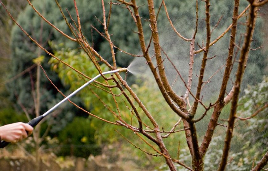 Dégradation de la forêt récréative de Ben Chicao : Les Médéens tirent la sonnette d’alarme